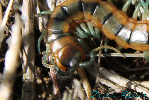 Scolopendra cingulata?